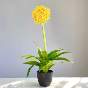 Bolocephalus Faux Yellow Plant